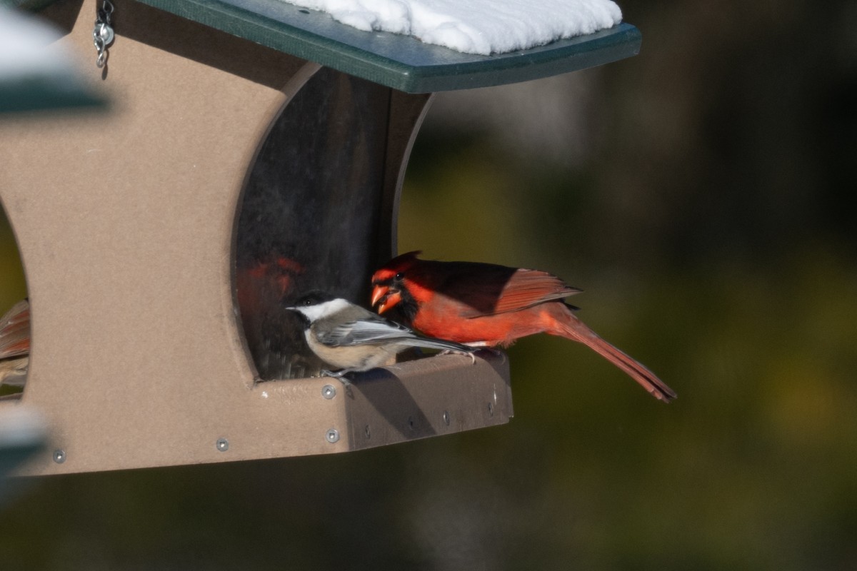 kardinál červený - ML646535219