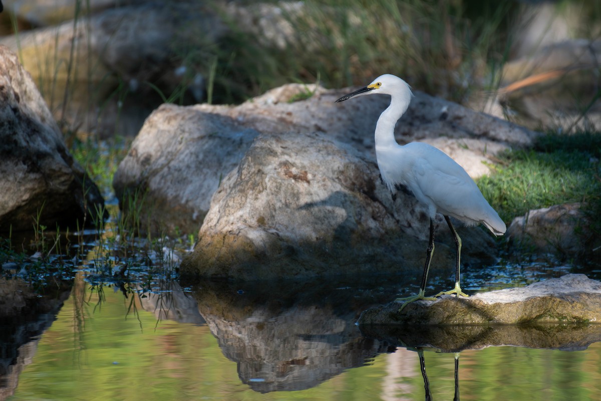 volavka bělostná - ML646535221