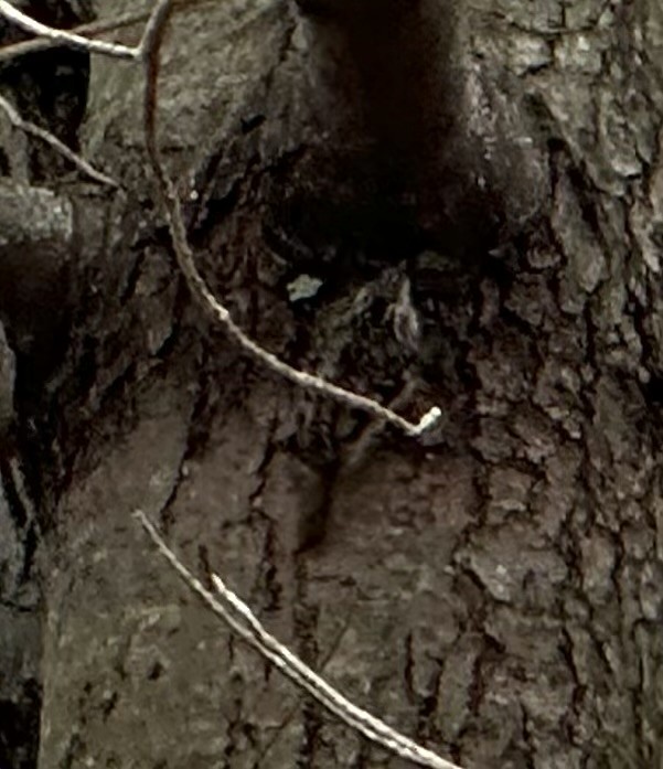 Brown Creeper - ML646535223