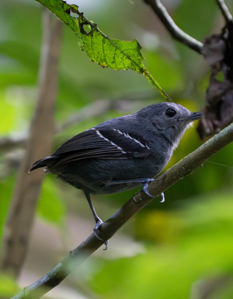 Myrmidon de Hauxwell - ML646535225