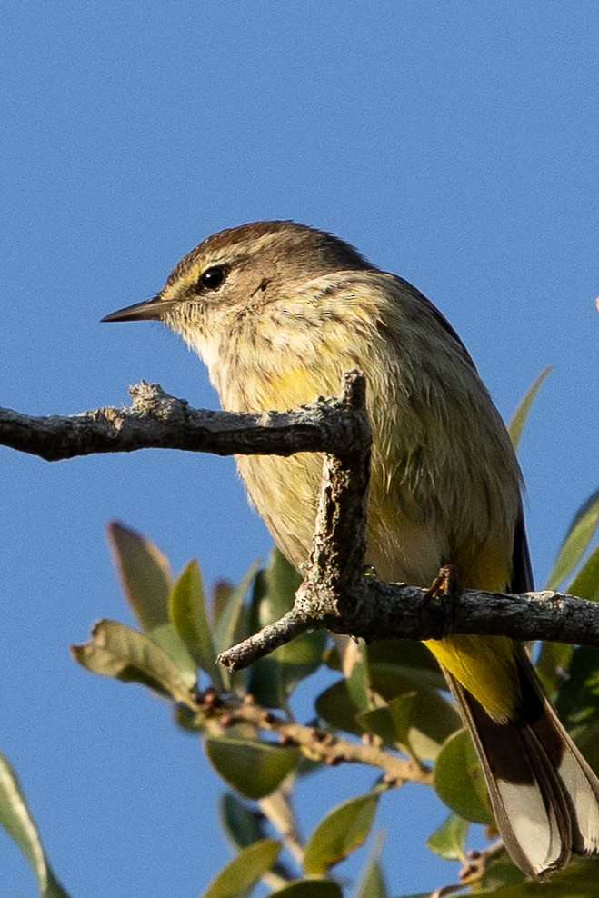 Palm Warbler - ML646535226