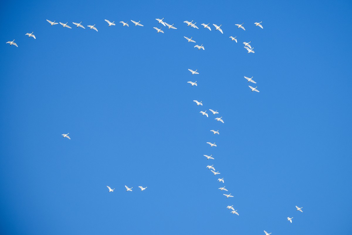 Tundra Swan - ML646535228