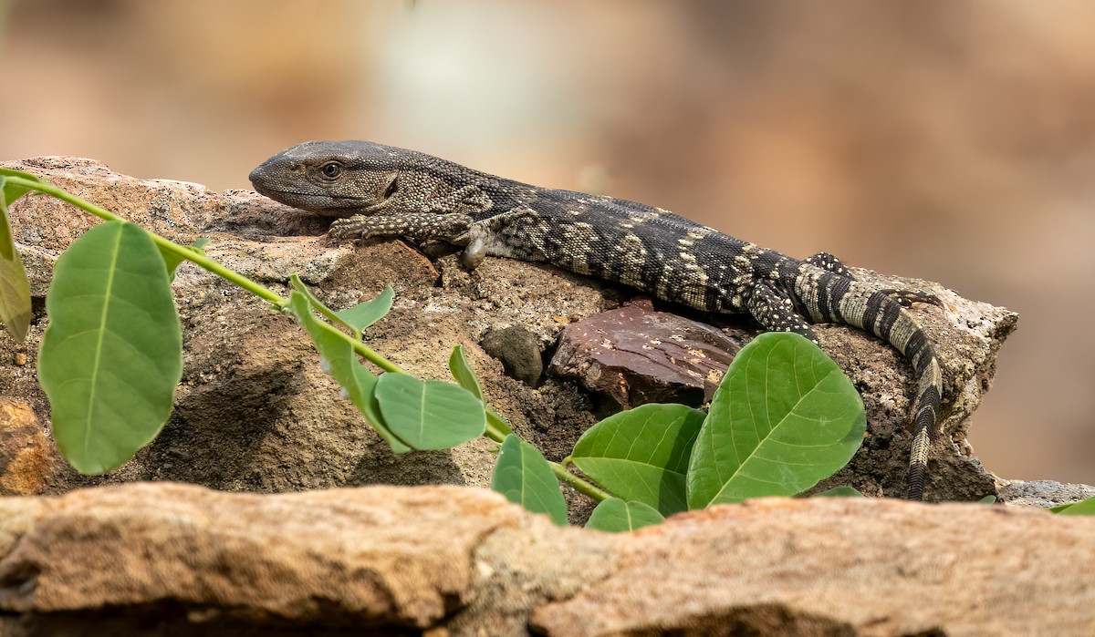 Varano de Garganta Blanca - ML646535232