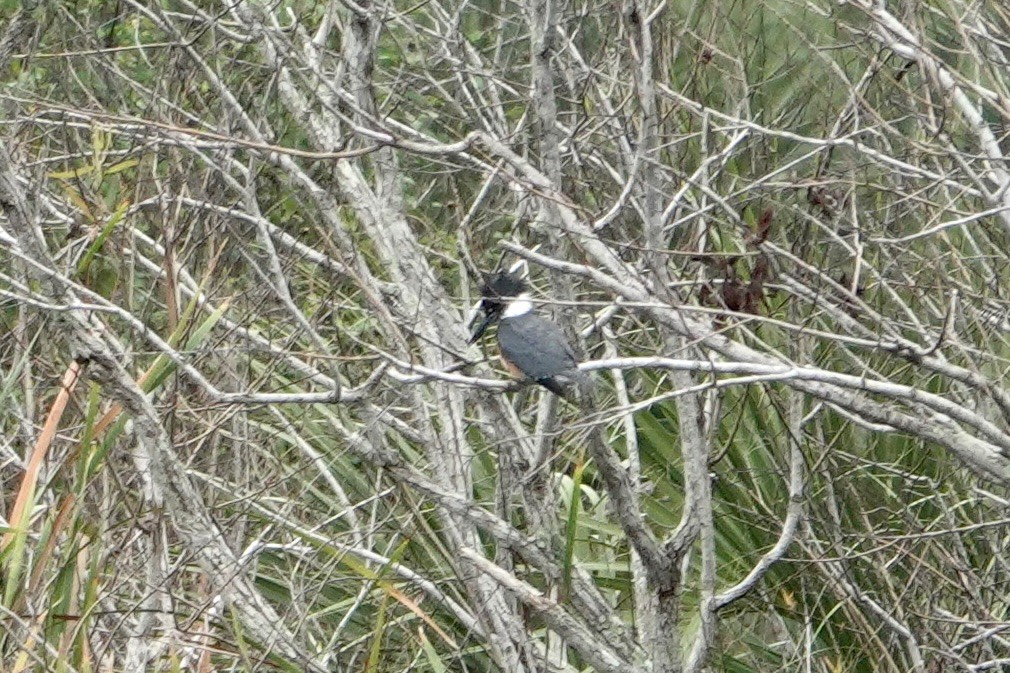 Belted Kingfisher - ML646535234