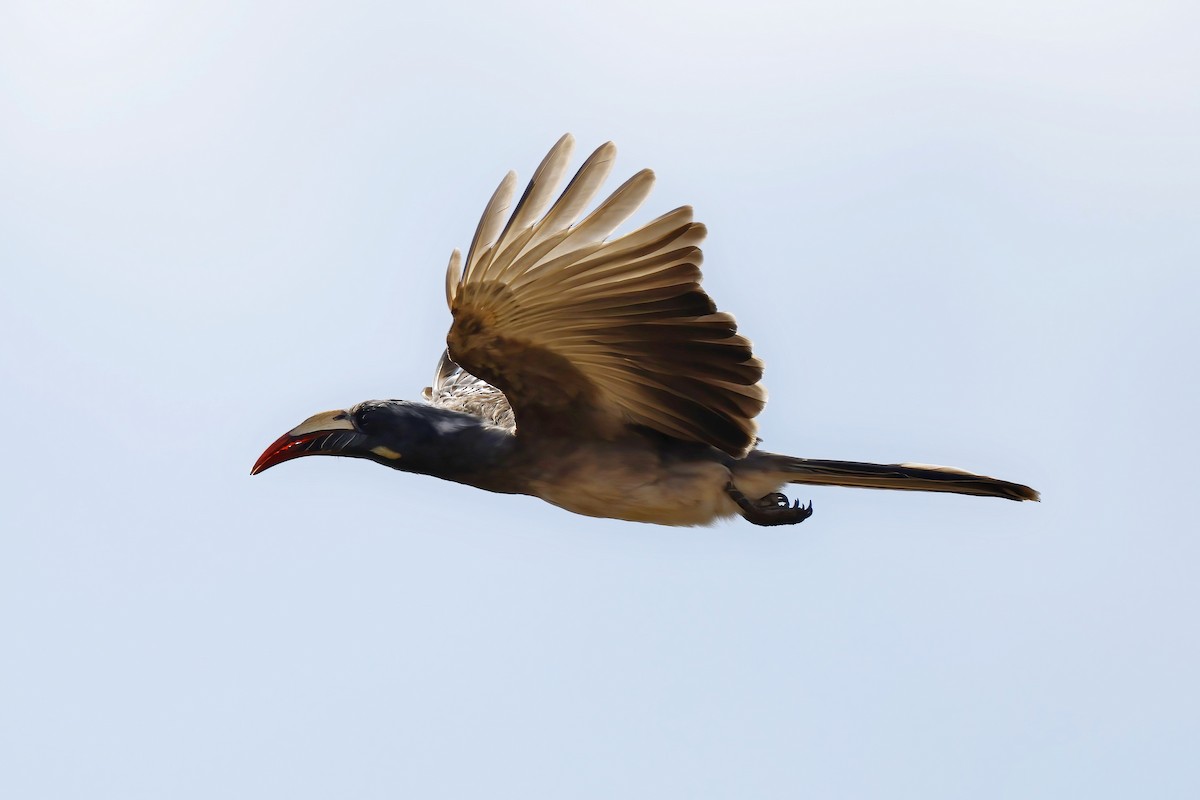 African Gray Hornbill - ML646535235