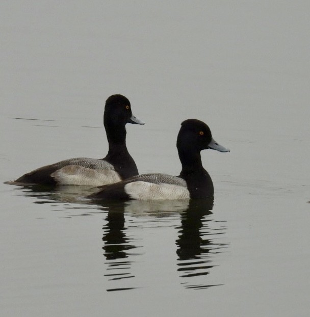 Малая морская чернеть - ML646535237