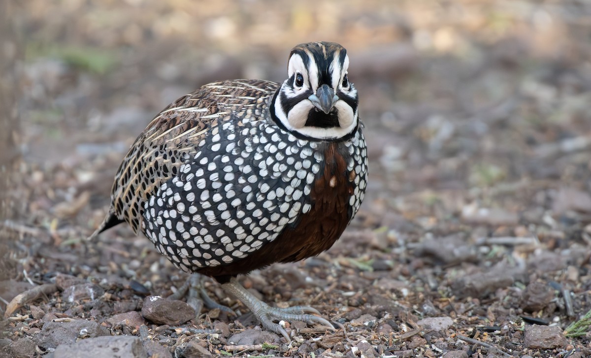 Montezuma Quail - ML646535241