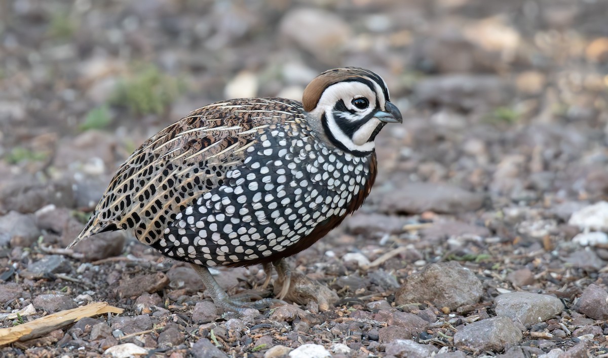 Montezuma Quail - ML646535242