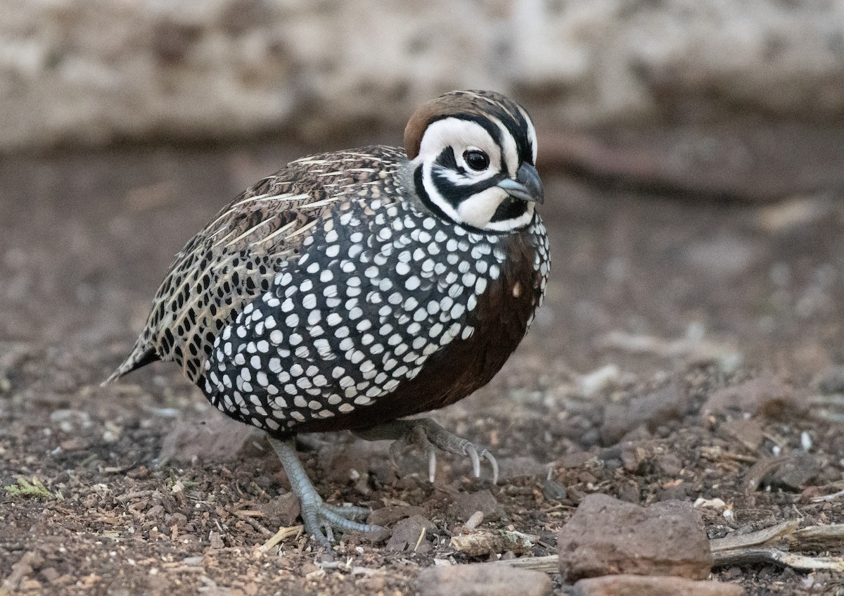Montezuma Quail - ML646535243