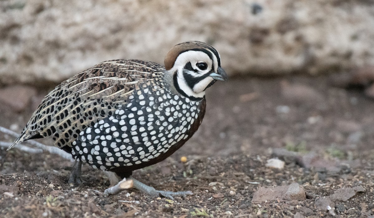 Montezuma Quail - ML646535244