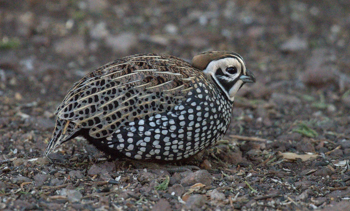 Montezuma Quail - ML646535245