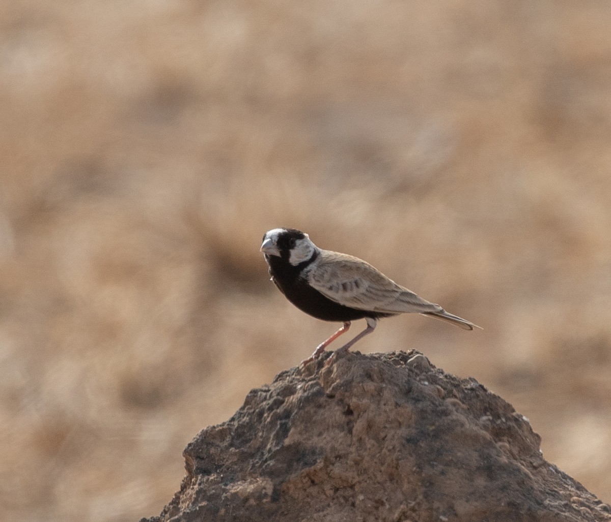 Black-crowned Sparrow-Lark - ML646535247