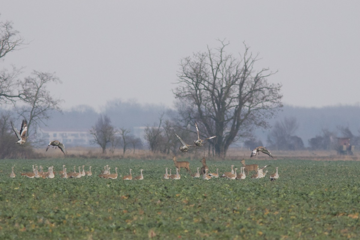 Great Bustard - ML646535248