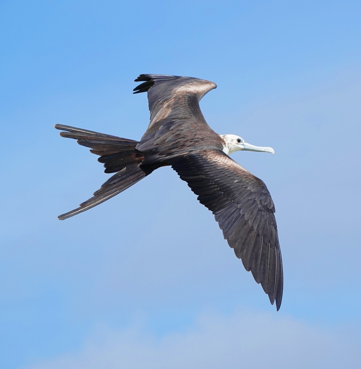 פריגט הדור - ML646535250