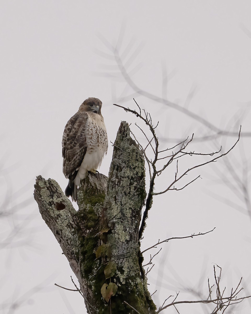 Red-tailed Hawk - ML646535251