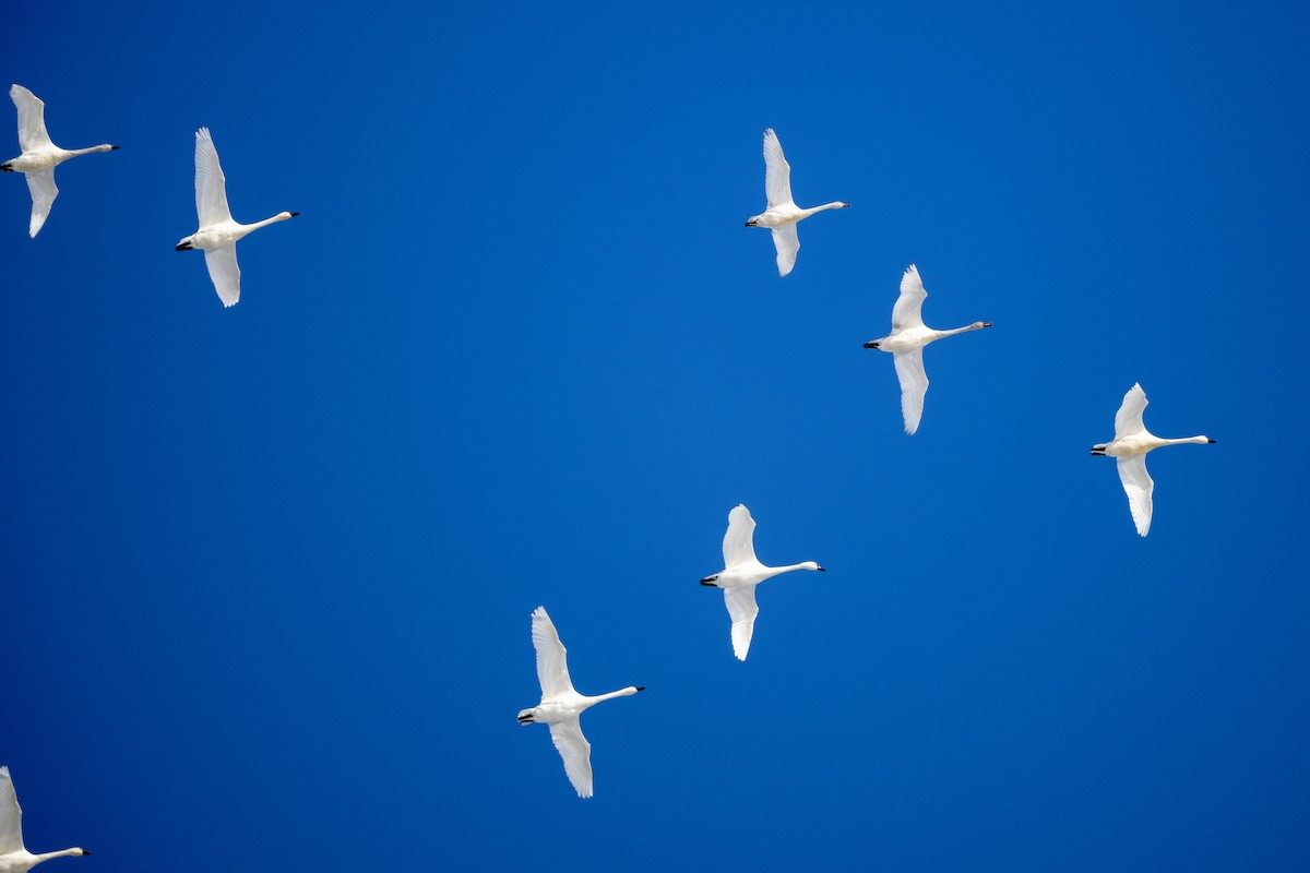 Tundra Swan - ML646535252