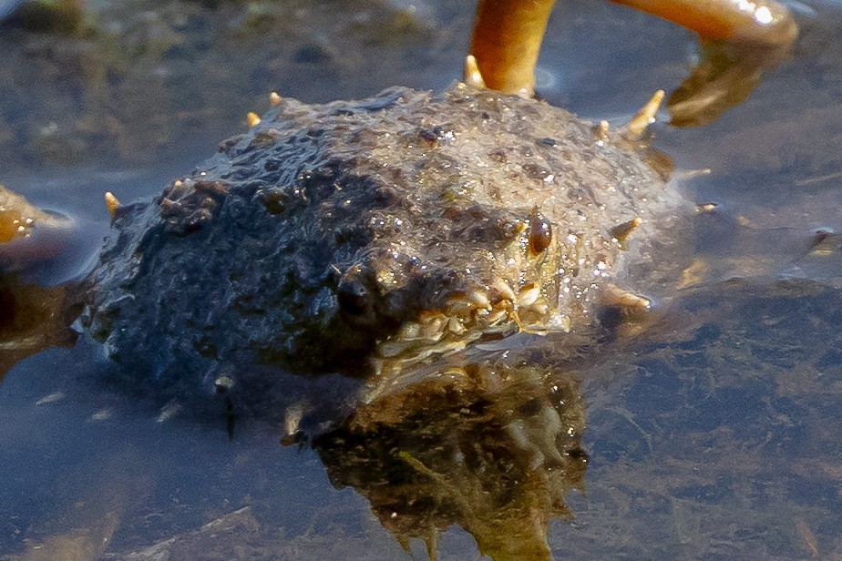 Animals - ML646535256