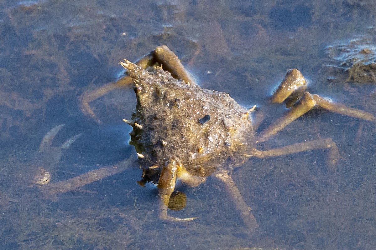 Animals - ML646535257