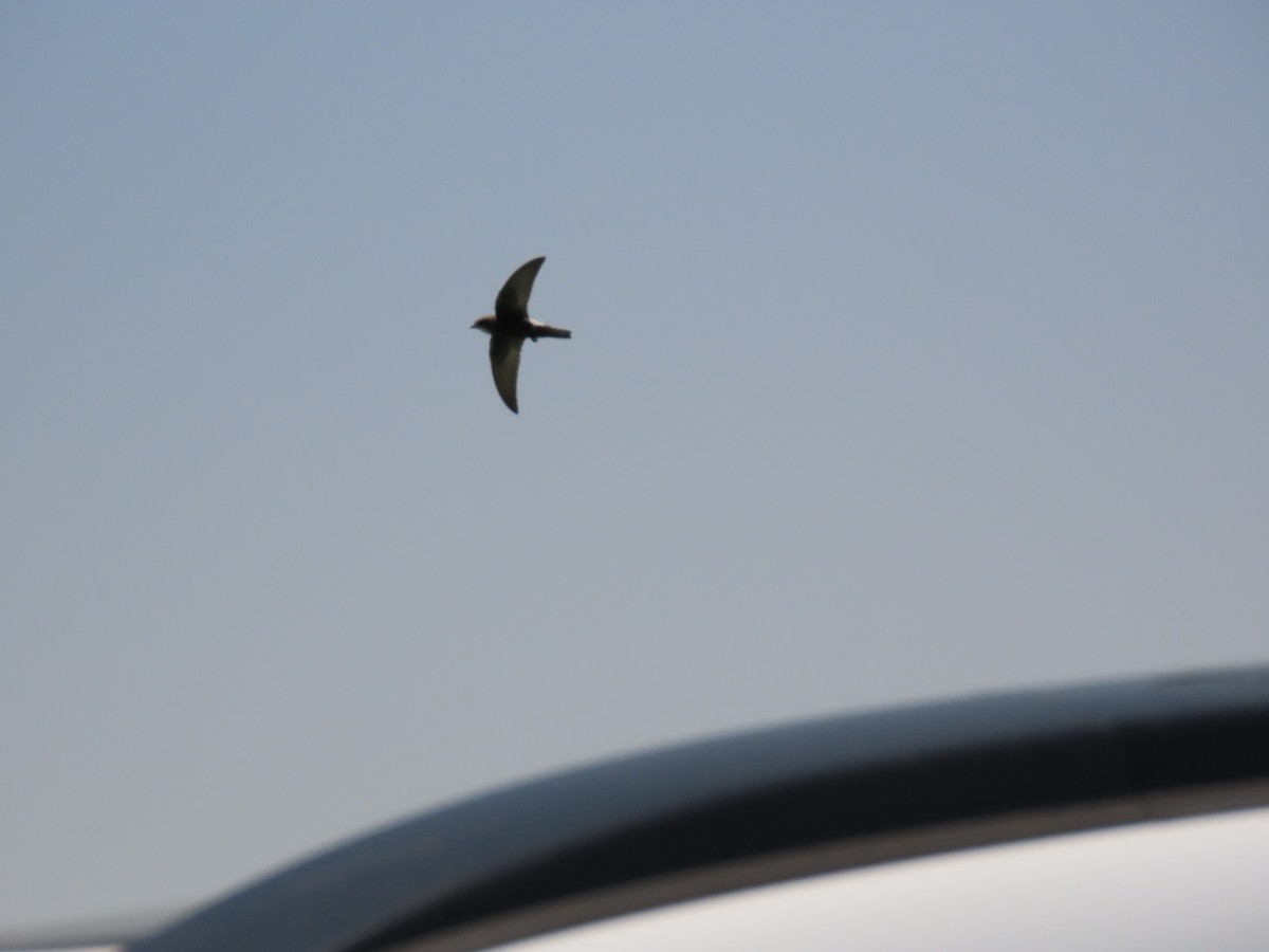 Little Swift - ML646535260