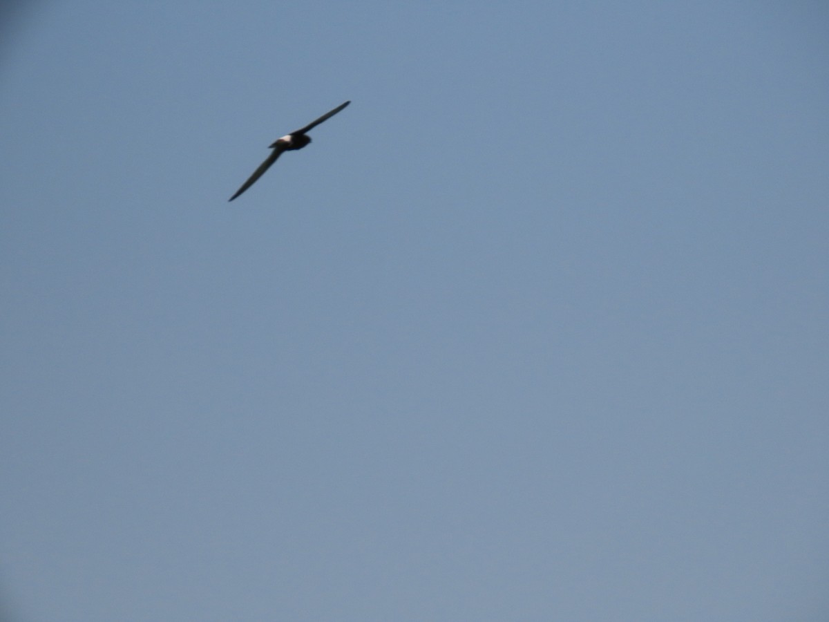 Little Swift - ML646535261