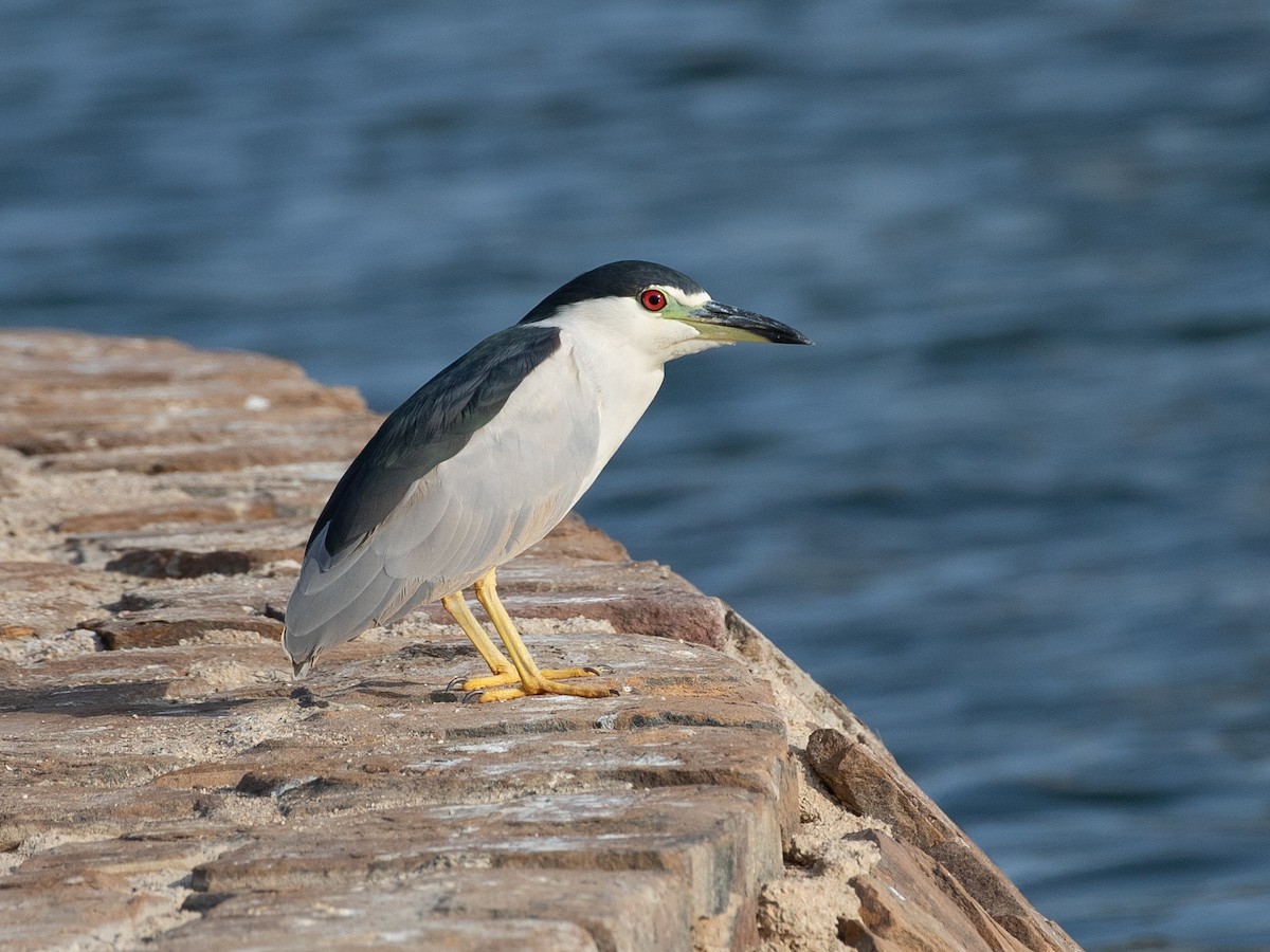 Nitticora (nycticorax) - ML646535264