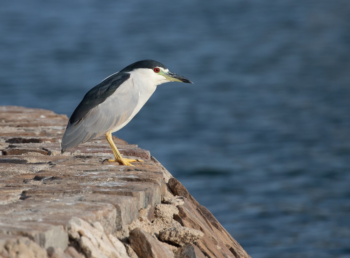 Nitticora (nycticorax) - ML646535265