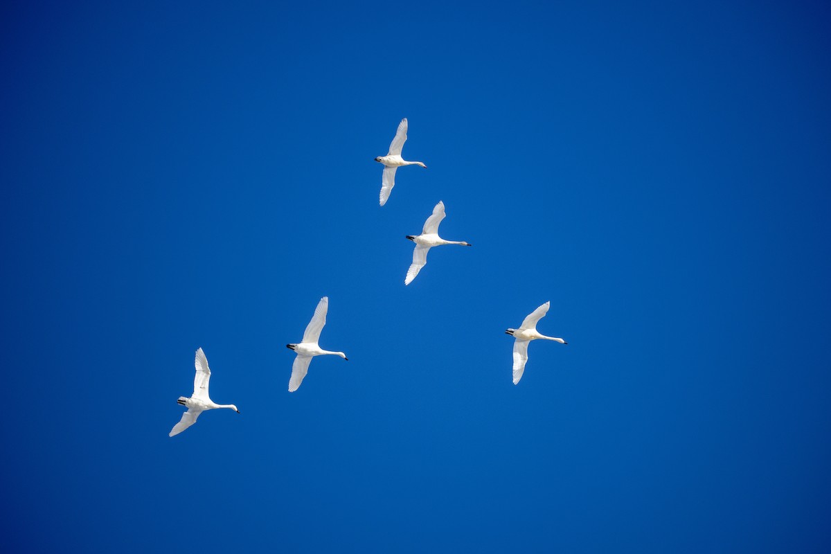 Tundra Swan - ML646535269