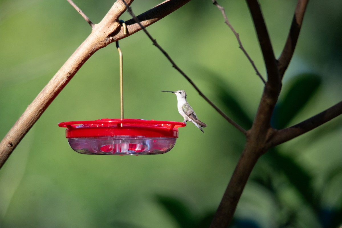 Black-chinned Hummingbird - ML646535273