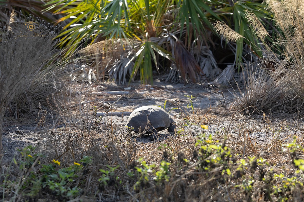 Gopher Tortoise - ML646535283
