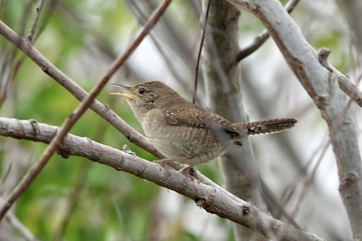 Northern House Wren - ML646535294