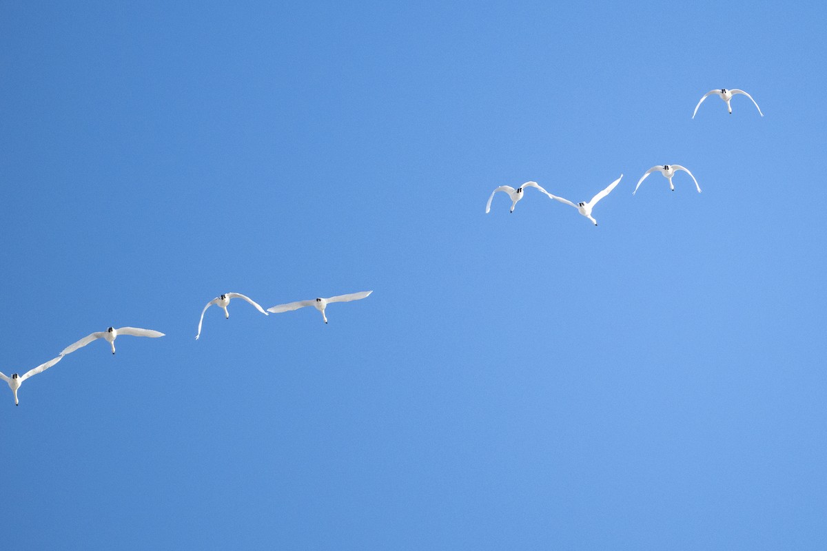 Tundra Swan - ML646535297