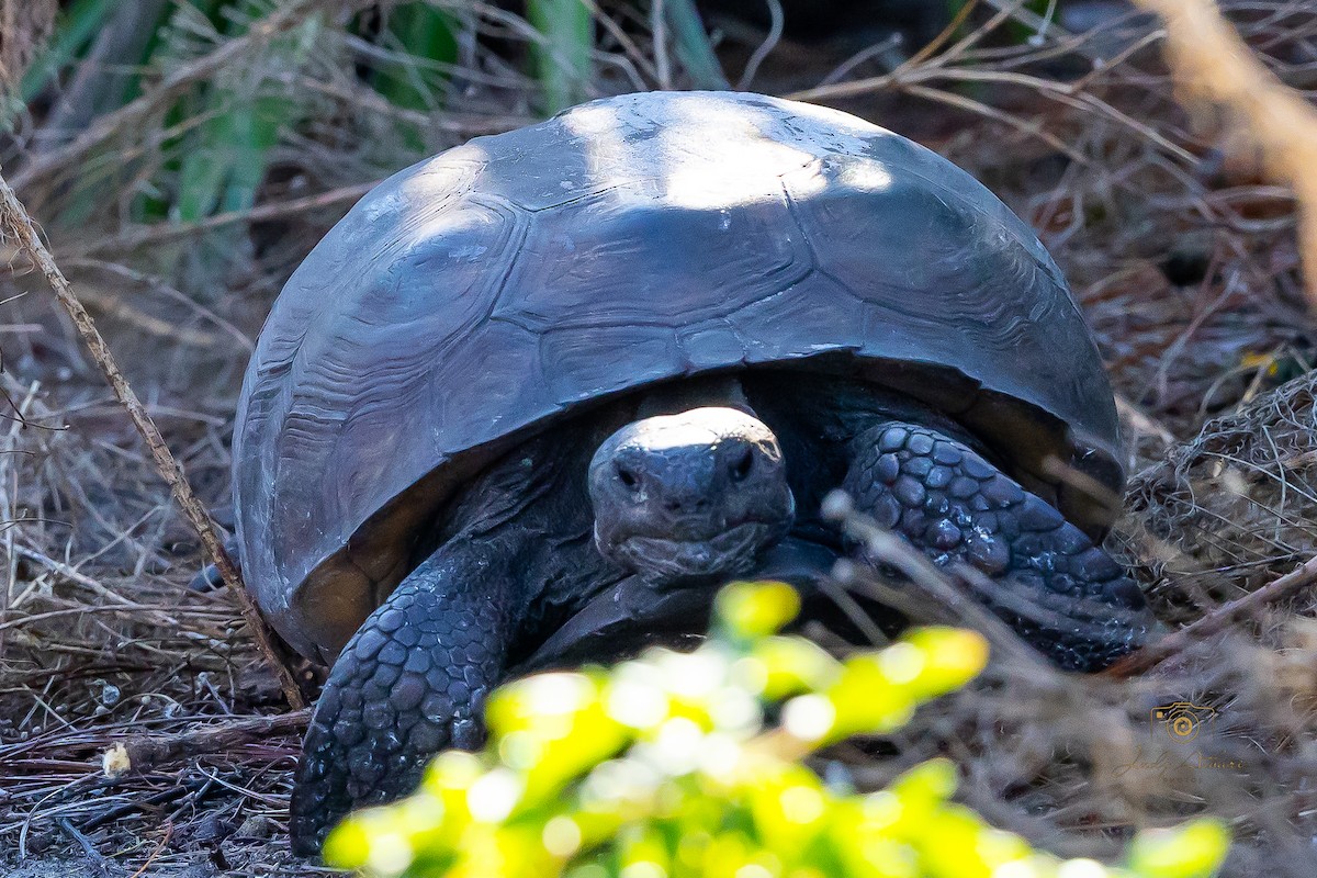 Gopher Tortoise - ML646535301