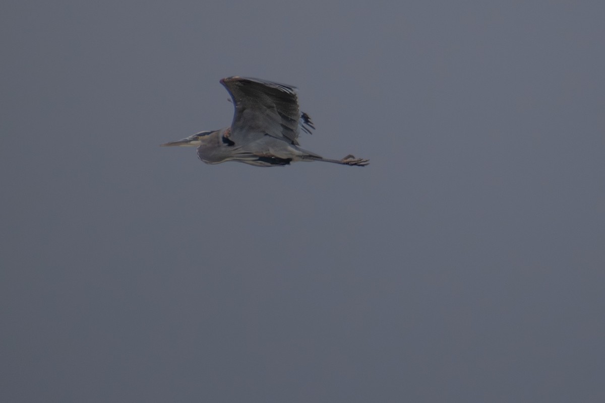 Great Blue Heron (Great Blue) - ML646535302