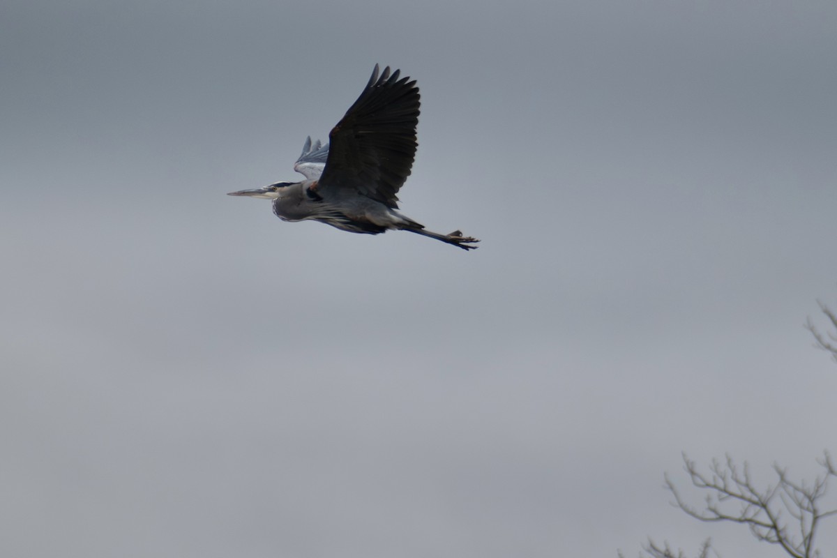 Great Blue Heron (Great Blue) - ML646535303