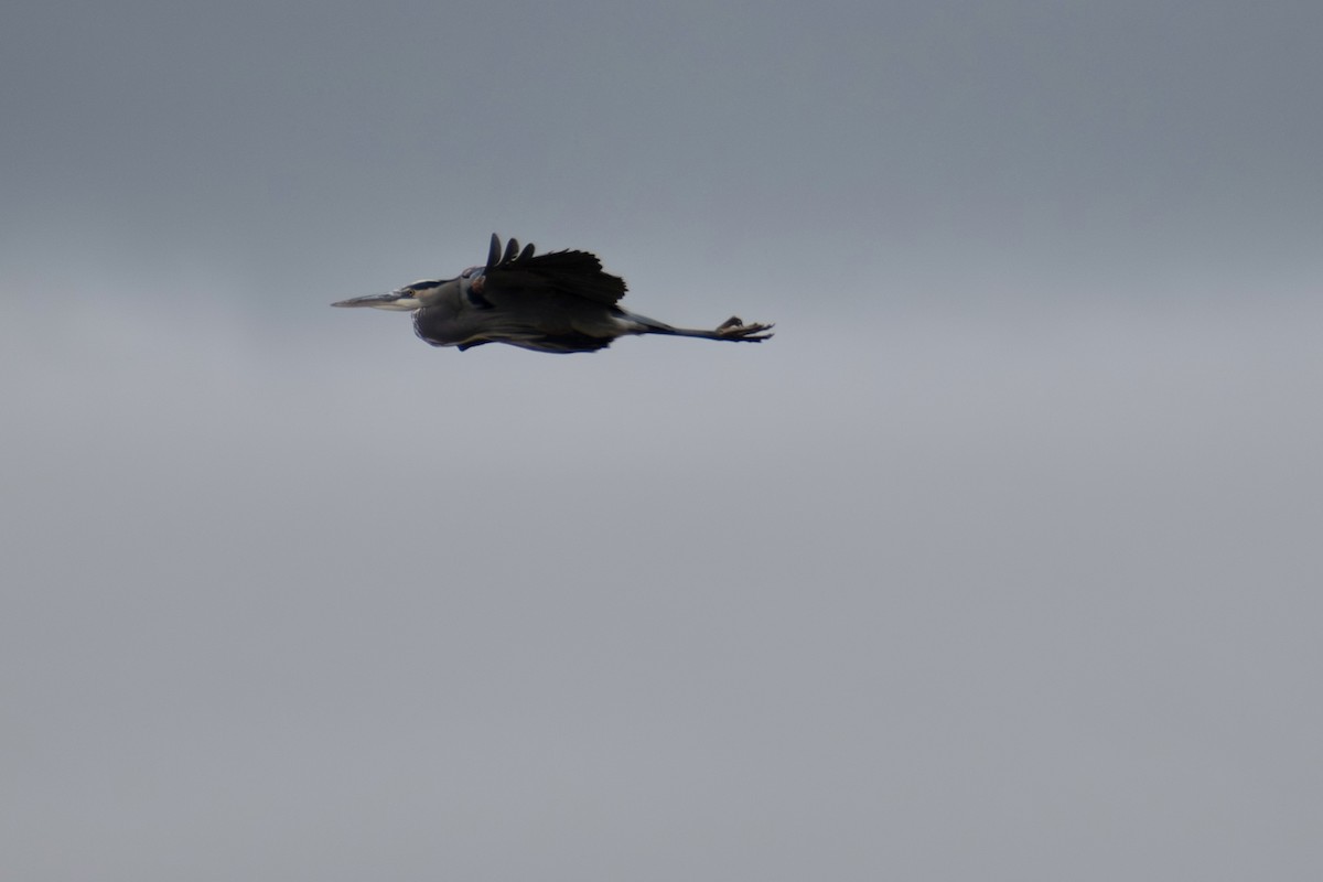 Great Blue Heron (Great Blue) - ML646535304