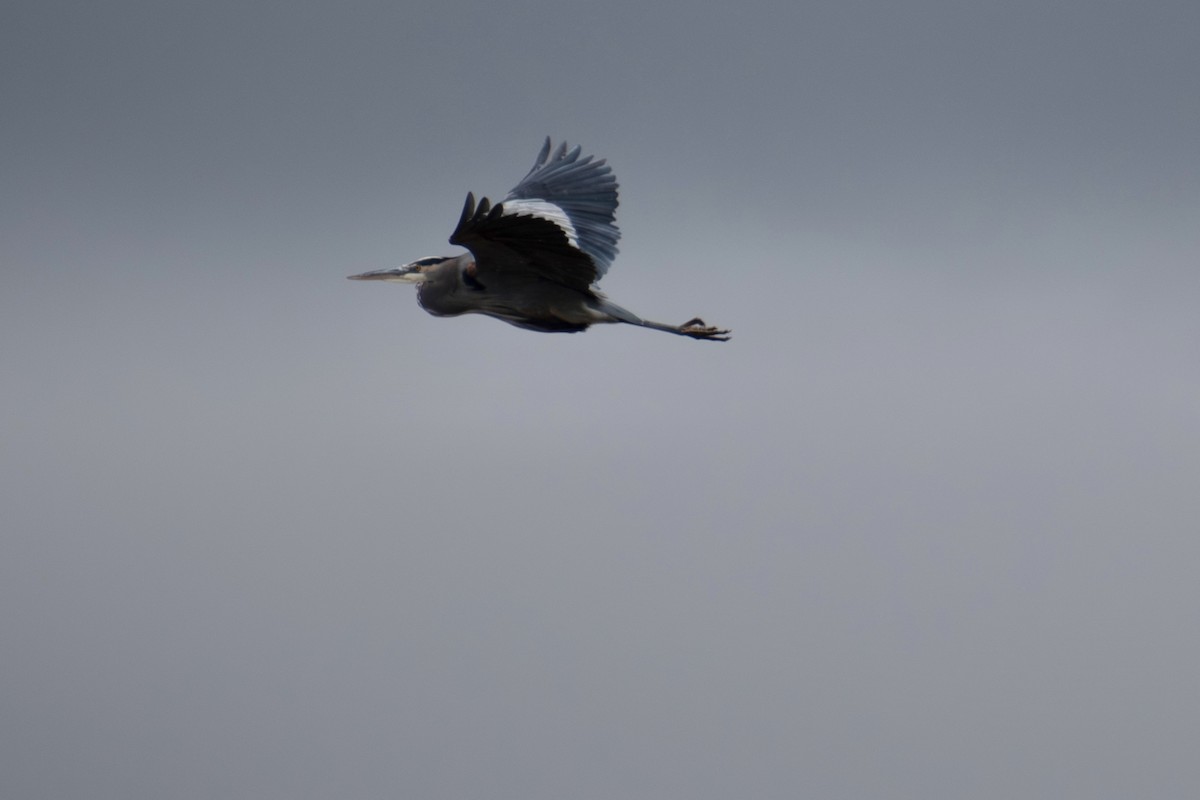 Great Blue Heron (Great Blue) - ML646535305