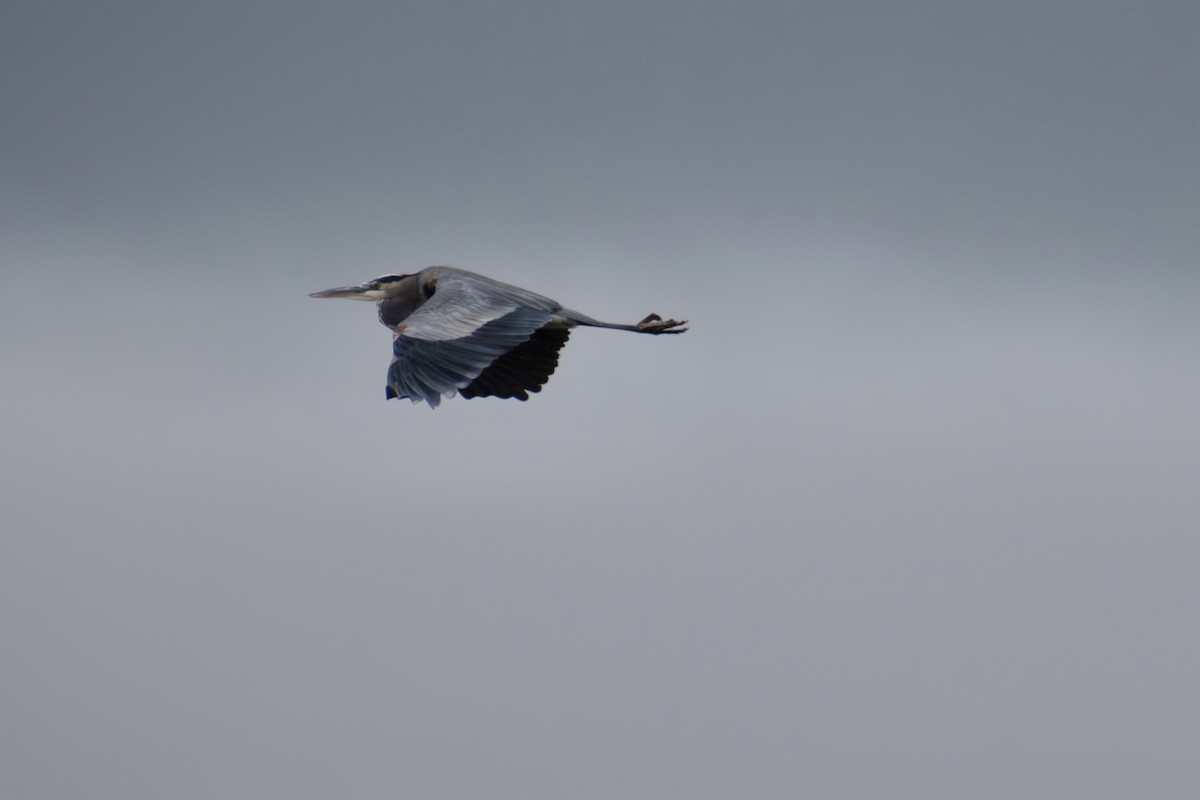 Great Blue Heron (Great Blue) - ML646535306