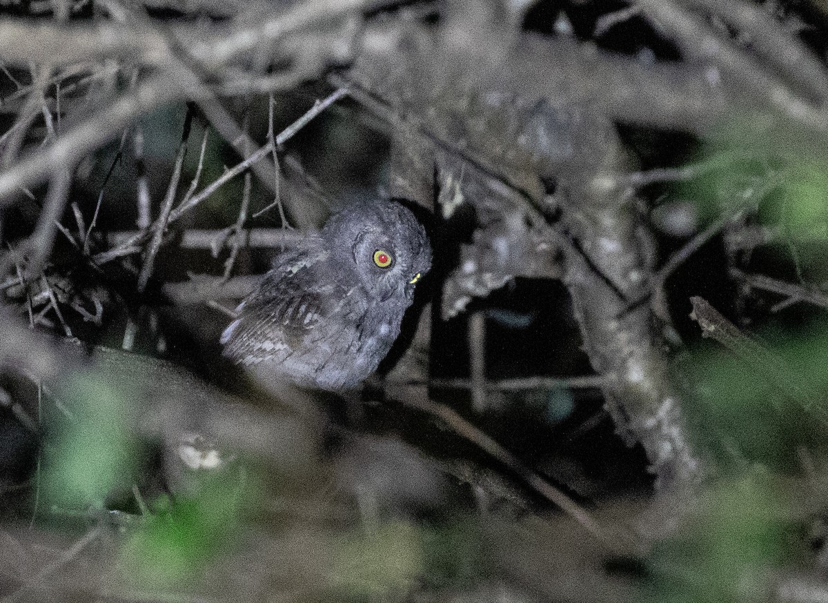 Arabian Scops-Owl - ML646535307