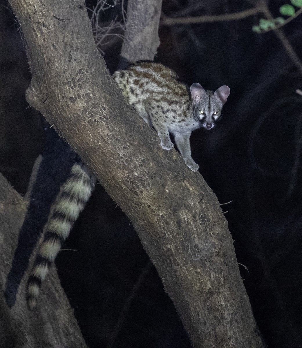 Arabian Small-spotted Genet - ML646535312