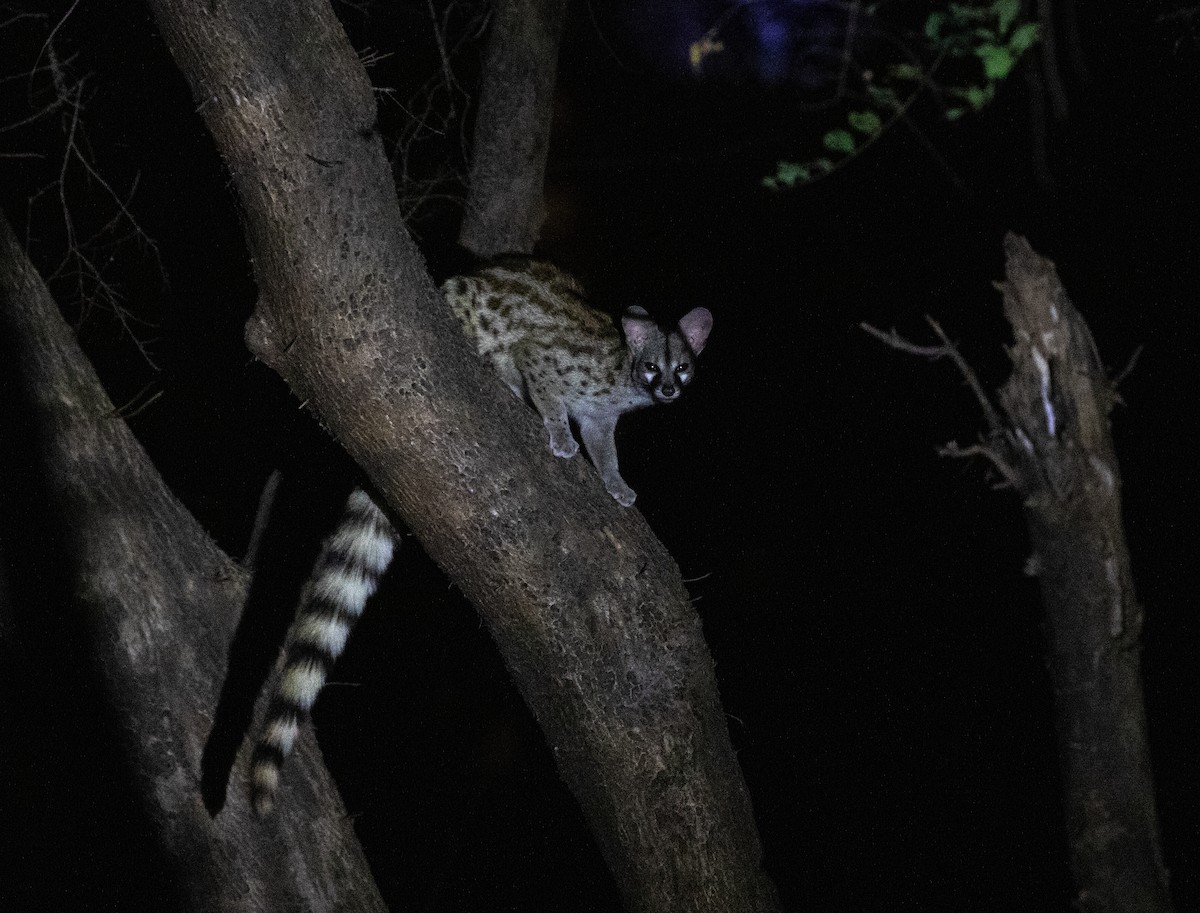 Arabian Small-spotted Genet - ML646535313
