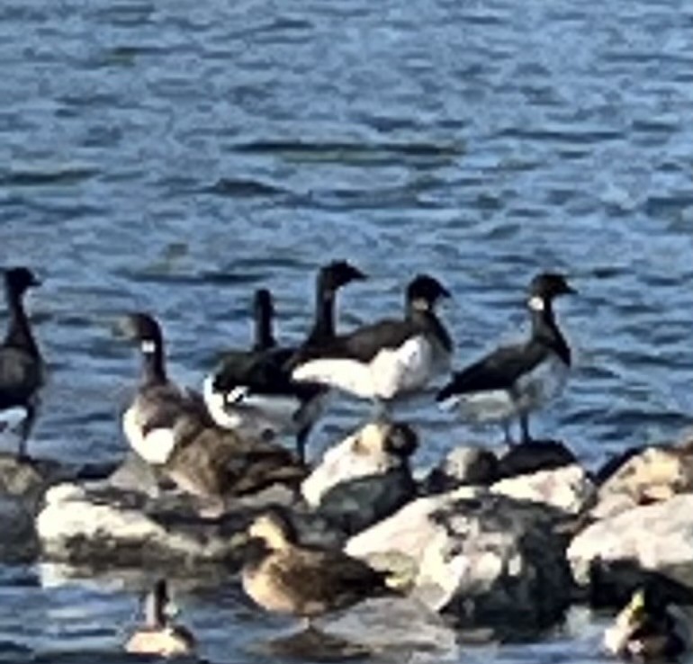 Brant (Pale-bellied) - ML646535316