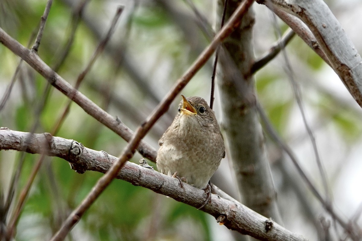 Northern House Wren - ML646535317