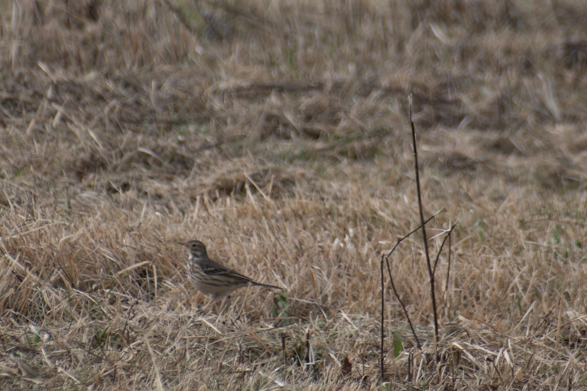 American Pipit - ML646535318