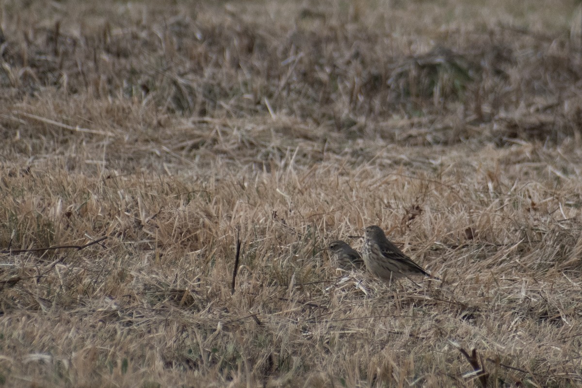 American Pipit - ML646535319