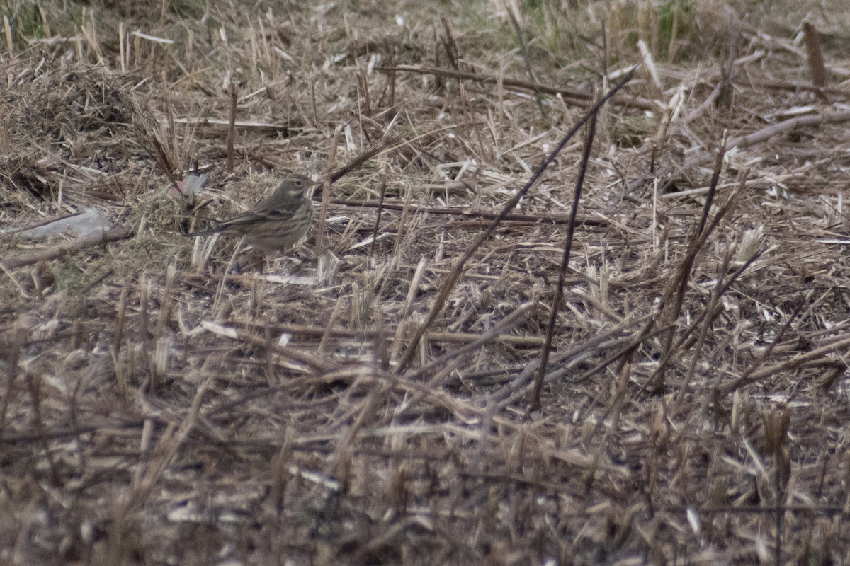 American Pipit - ML646535320