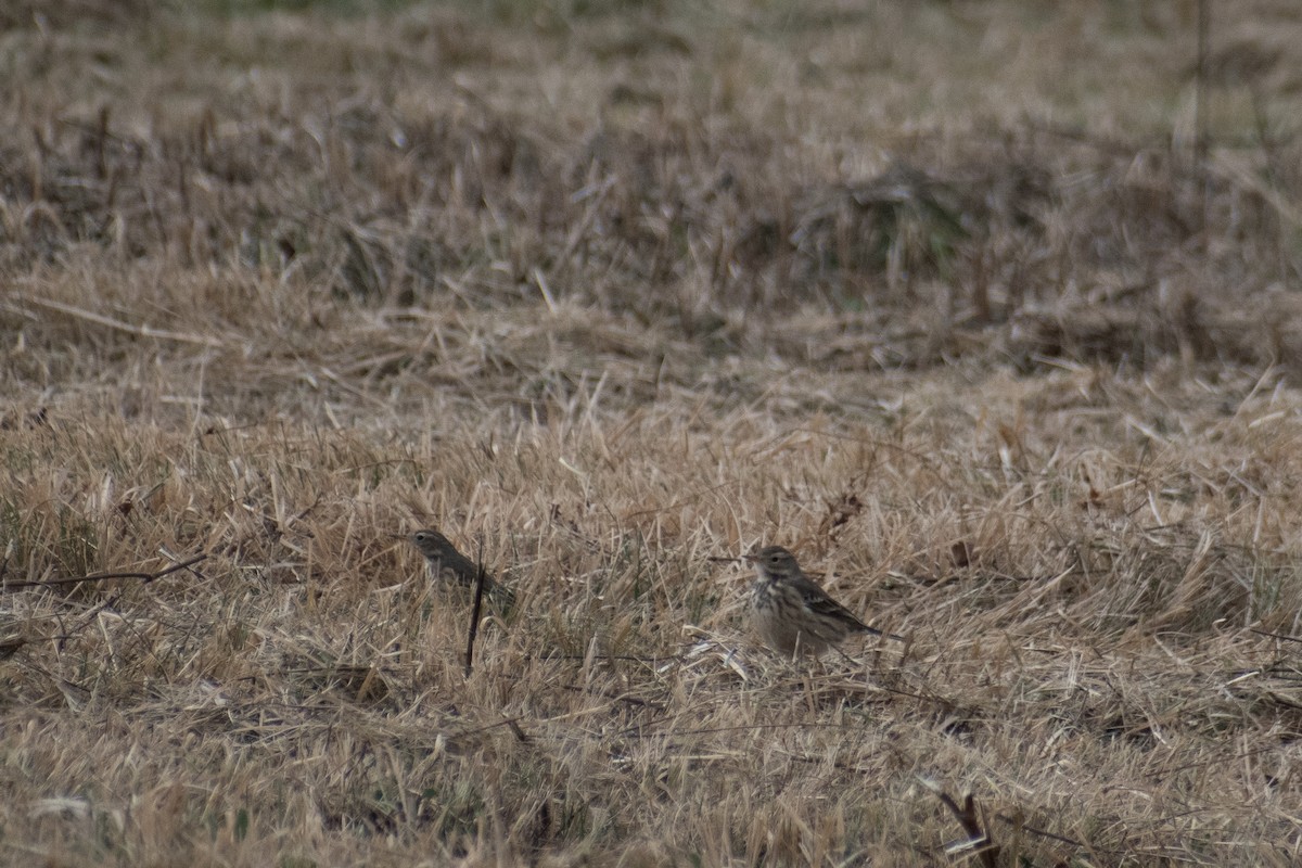 American Pipit - ML646535321