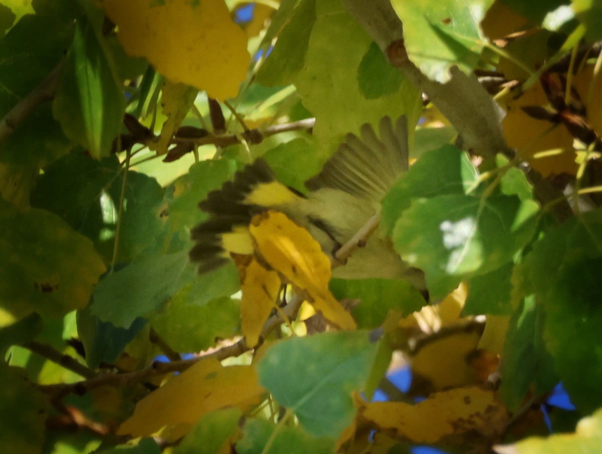 סבכון חכלילי - ML646535324