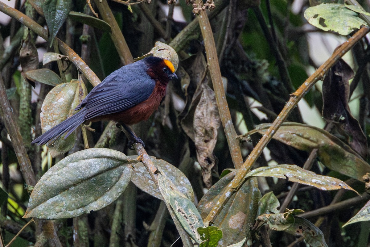 Плюшевоголов - ML646535327