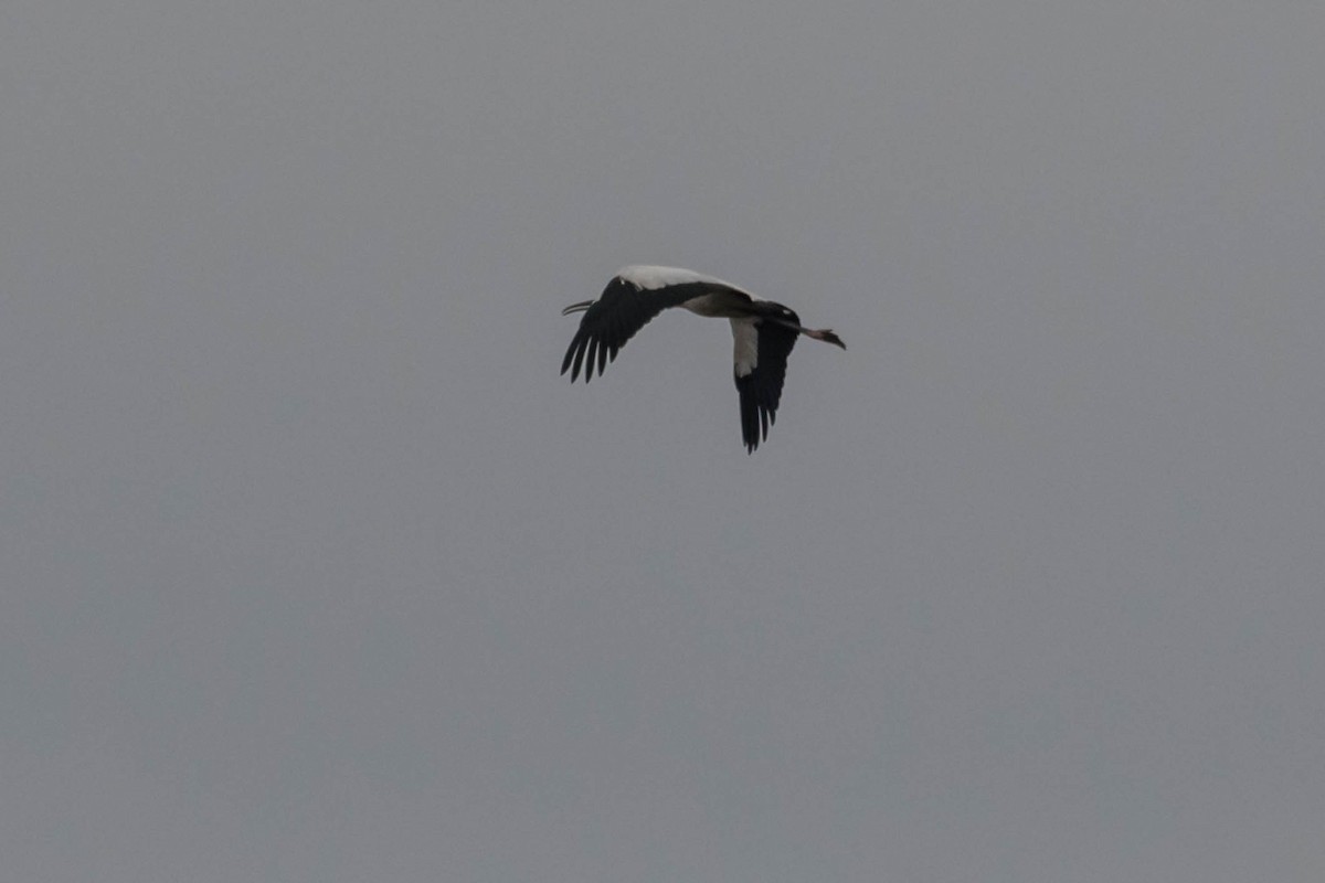 Waldstorch - ML646535329