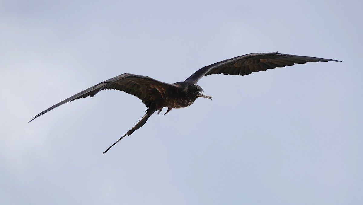 פריגט הדור - ML646535331